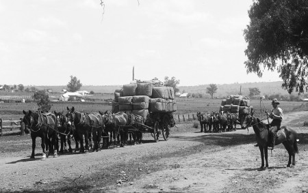 Black and white photograph of two wagons on a dirt road, each drawn by seven horses and loaded with wool bales. They are supervised by a man mounted on a horse to the right who carries a whip. In the background several homesteads can be seen. 